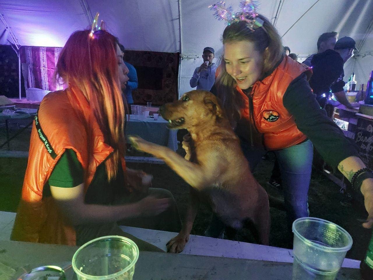 Хоть наш пёс не смог приехать в Сербию, тут выдают своих, бонусных