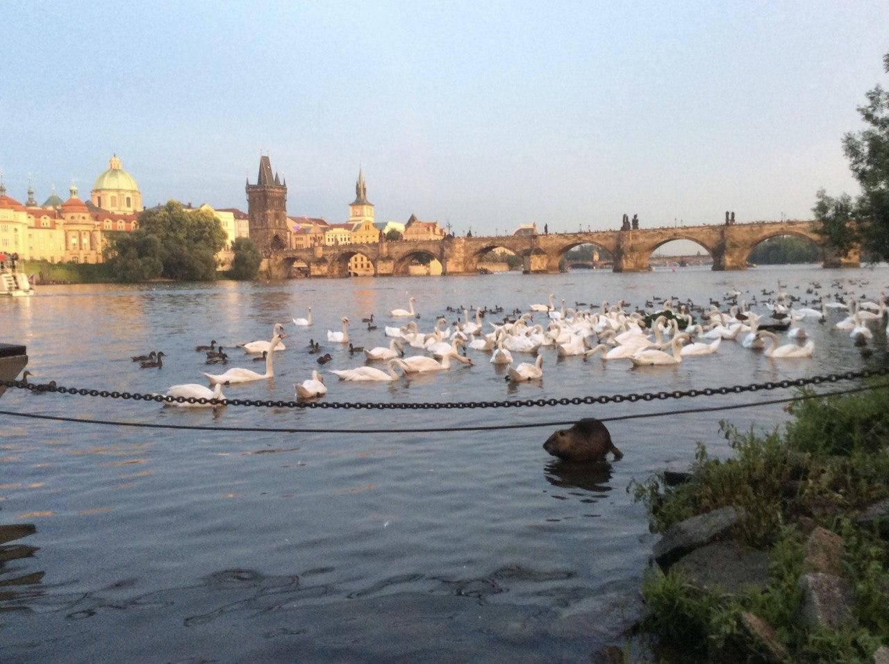 Всем открытых границ, путешествий и бобра!