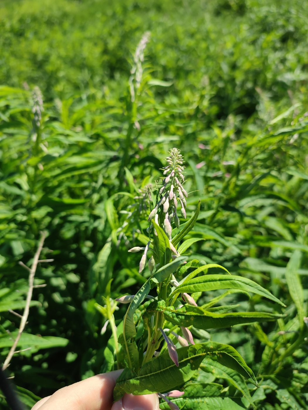 А этот уже начал, берем