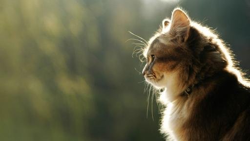 Аватар Виктория Оруджалиева