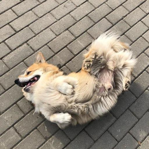 Аватар Алексей Чалей