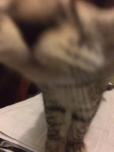 Аватар Ilya Lysko