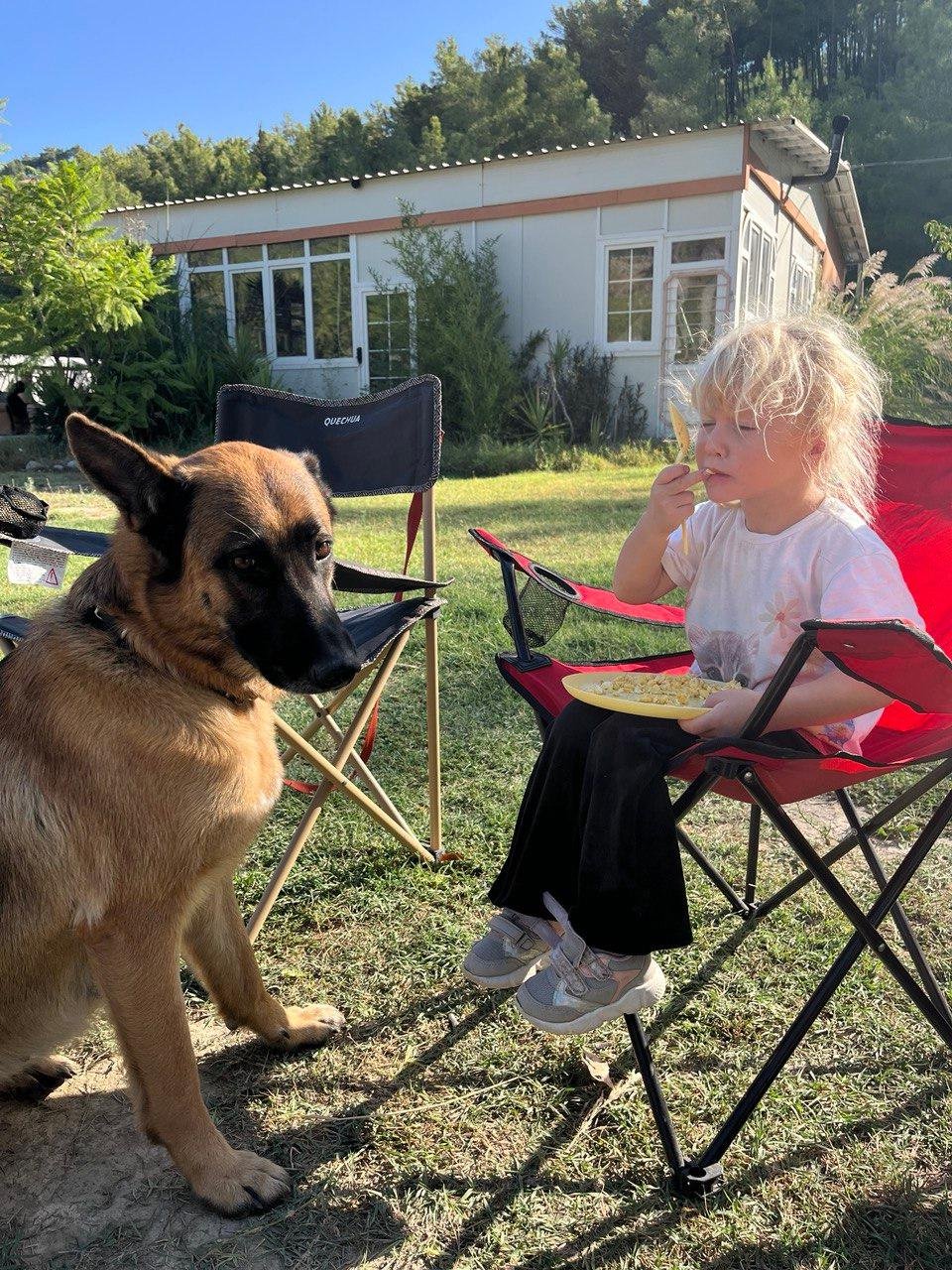 Пруф собаки