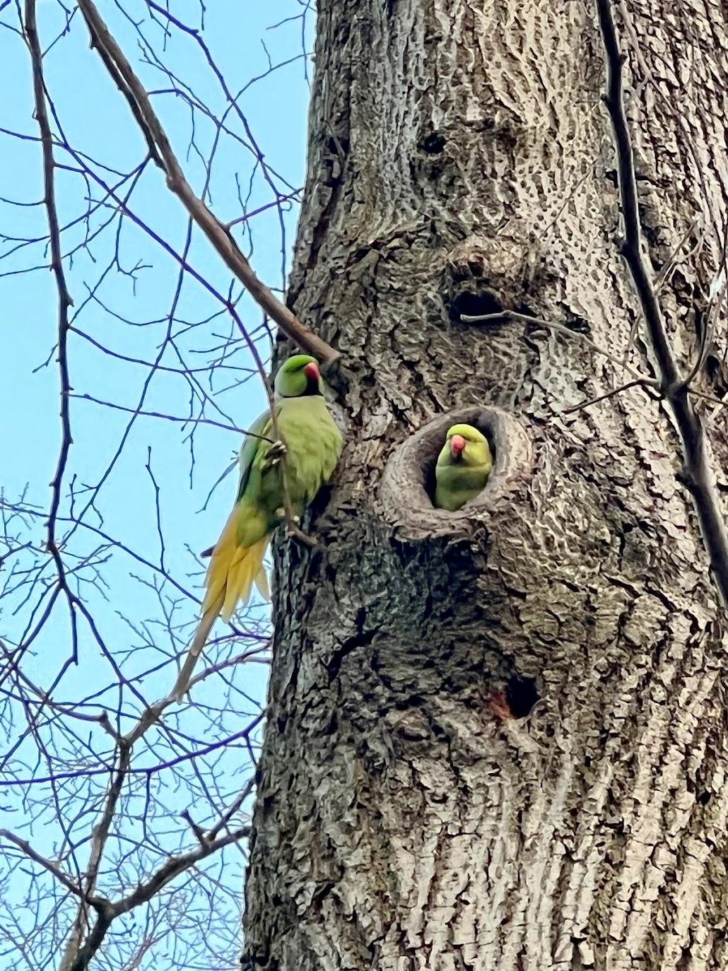 Жители дупла