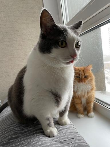 Аватар Mikhail Sheldyakov