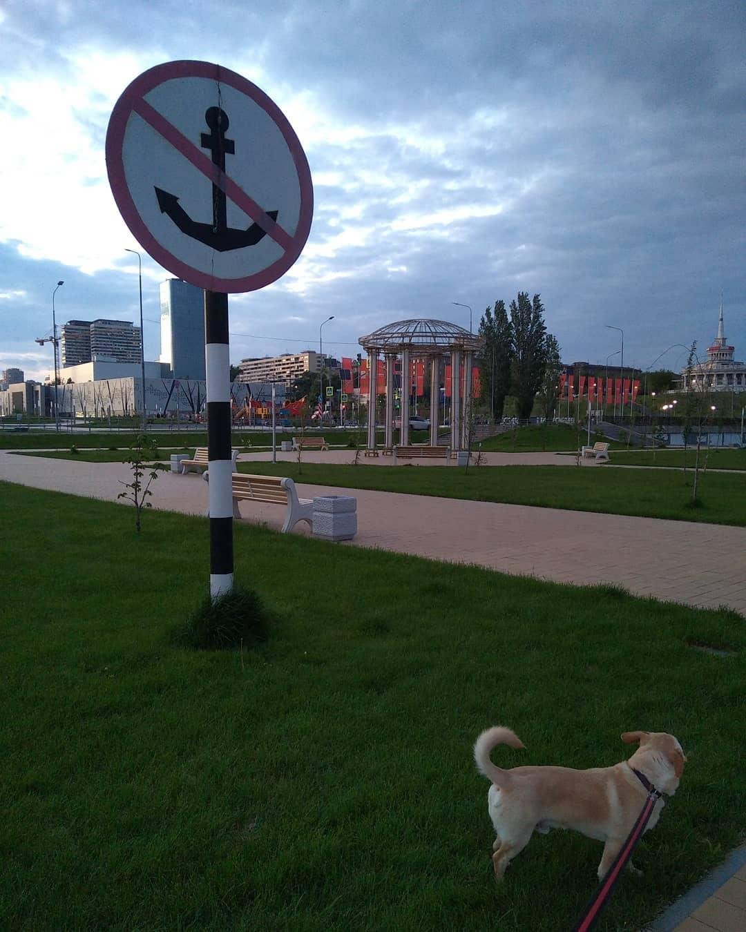 Песель на прогулке