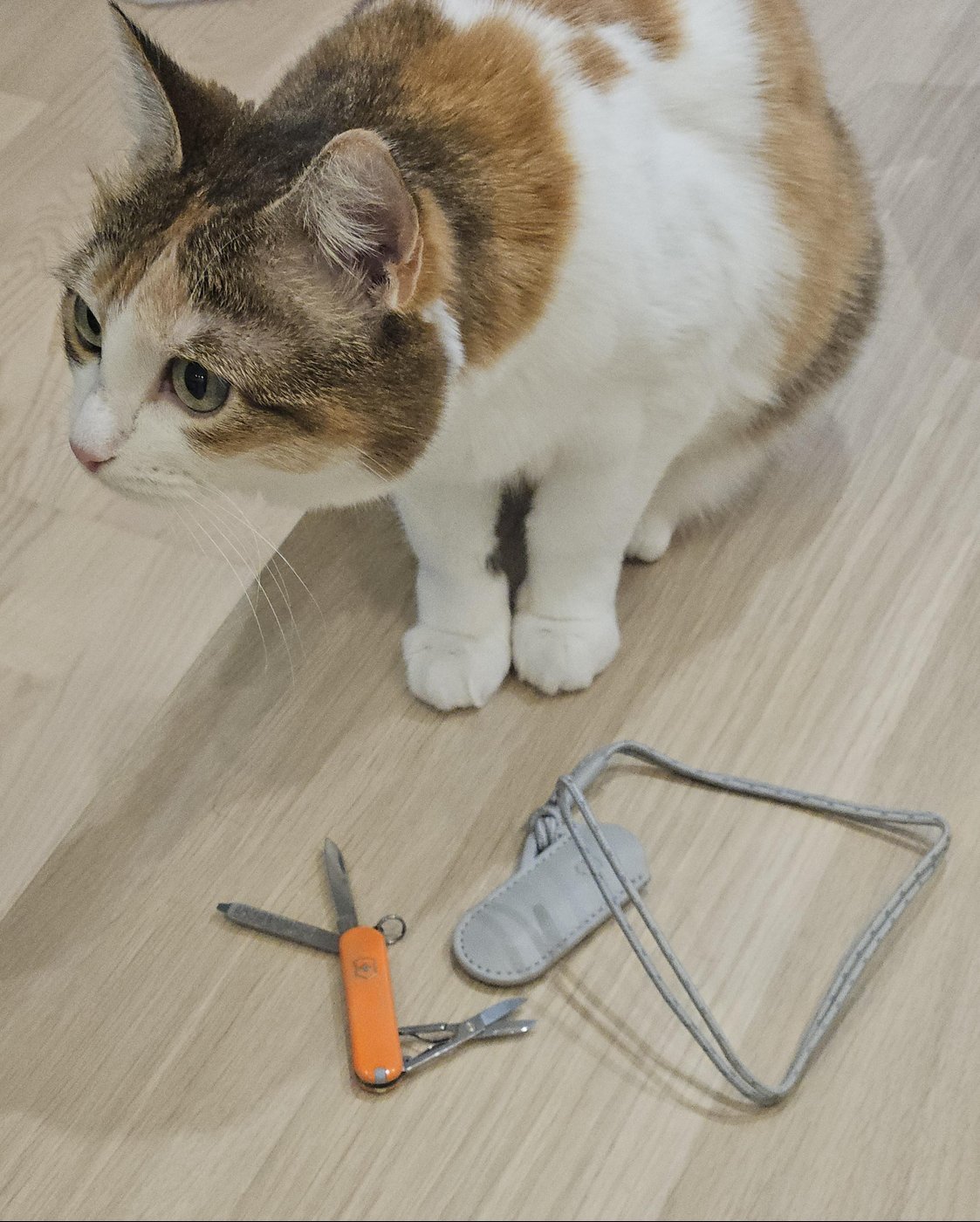 В письме дедушка дал напутствие угостить Фэй, что было непременно сделано. Вот она проводит дальнейшую процедуру распаковки.