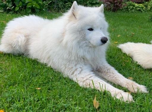 Аватар Dmitrii Tkachev