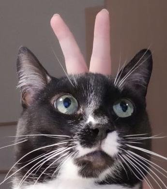 Аватар Mikhail Fomin