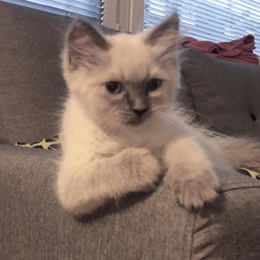 Аватар Лена Григорьева