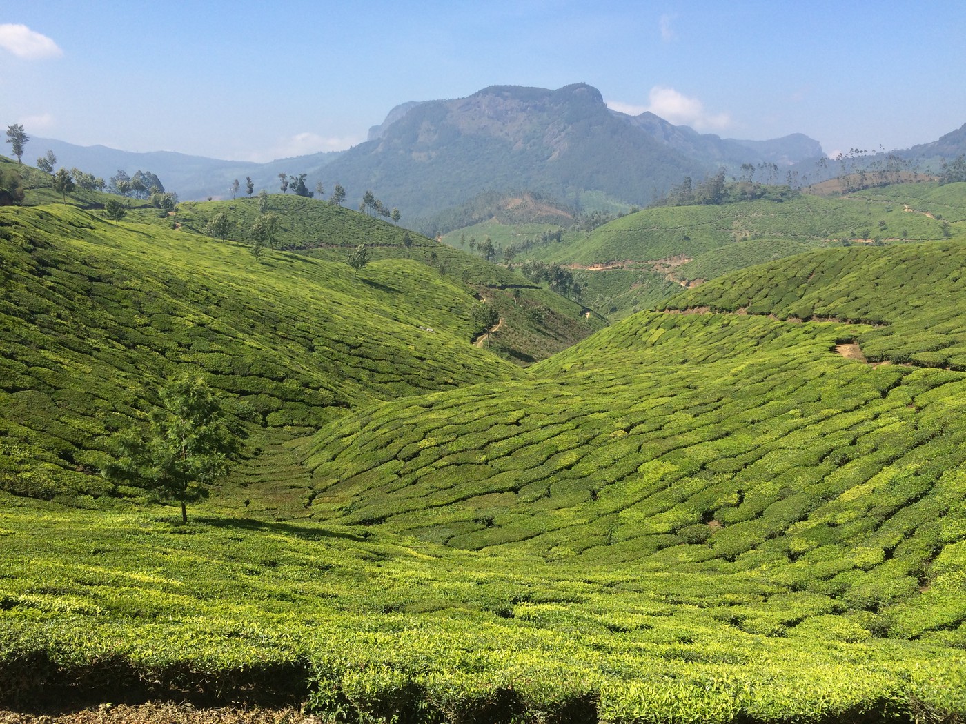Чайные плантации Муннара