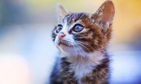 Аватар Sanya Tort