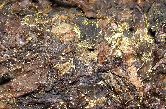 черный чай с золотой плесенью