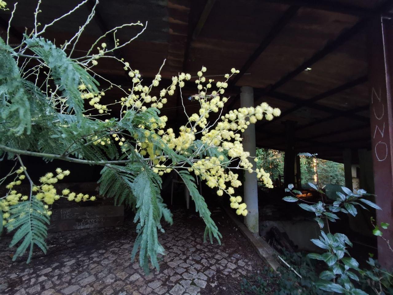 А снаружи цветёт мимоза в январе