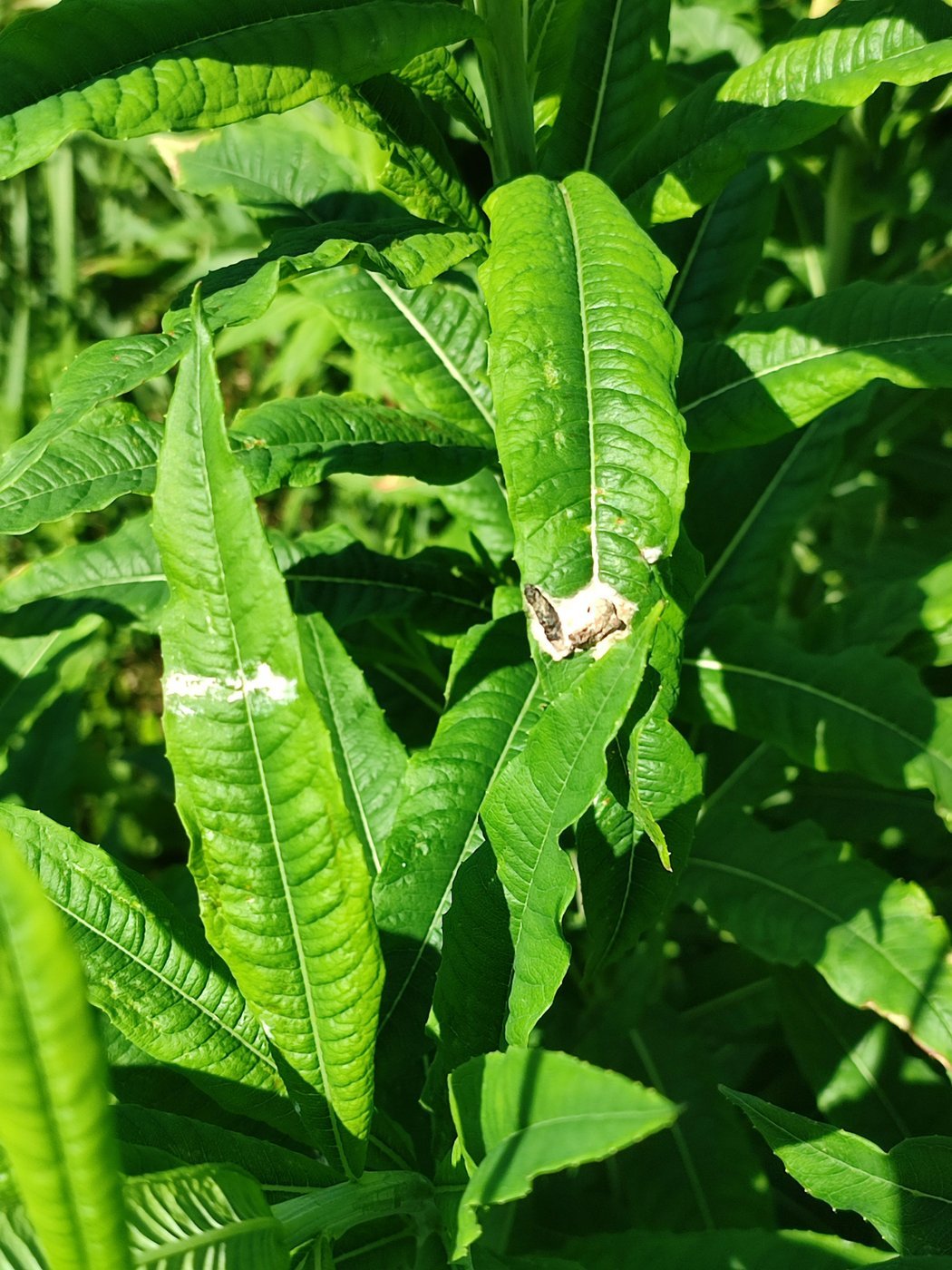 Ну тут понятно...