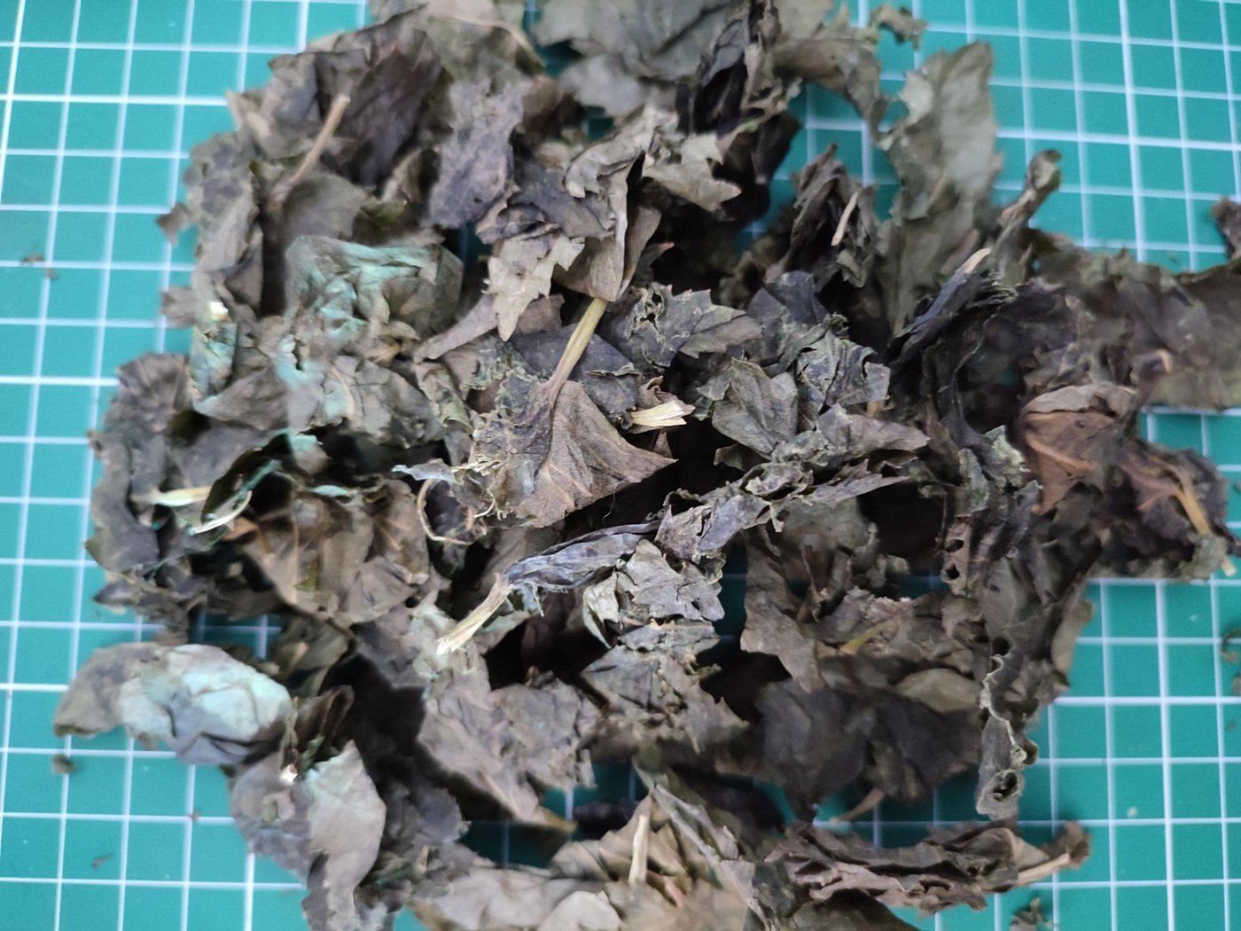 Вот что получим, если в жаркий день соберем лист (это смородина) после обеда. Это результат суток вяления в герметичном пакете