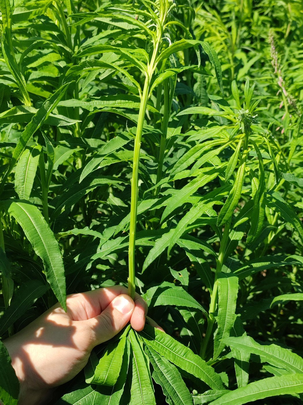 Резко проводим вниз по стеблю той другой рукой