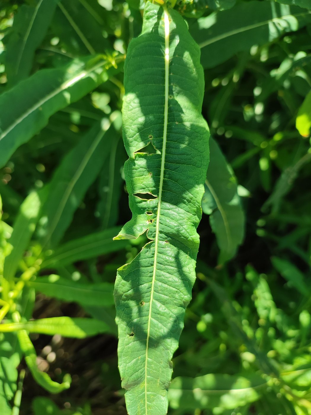 Дырявое не собираем
