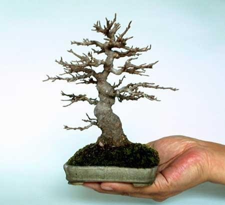 Аватар Alexkurd