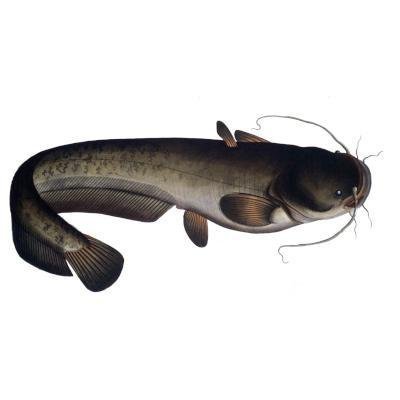 Аватар Semen Turchikhin