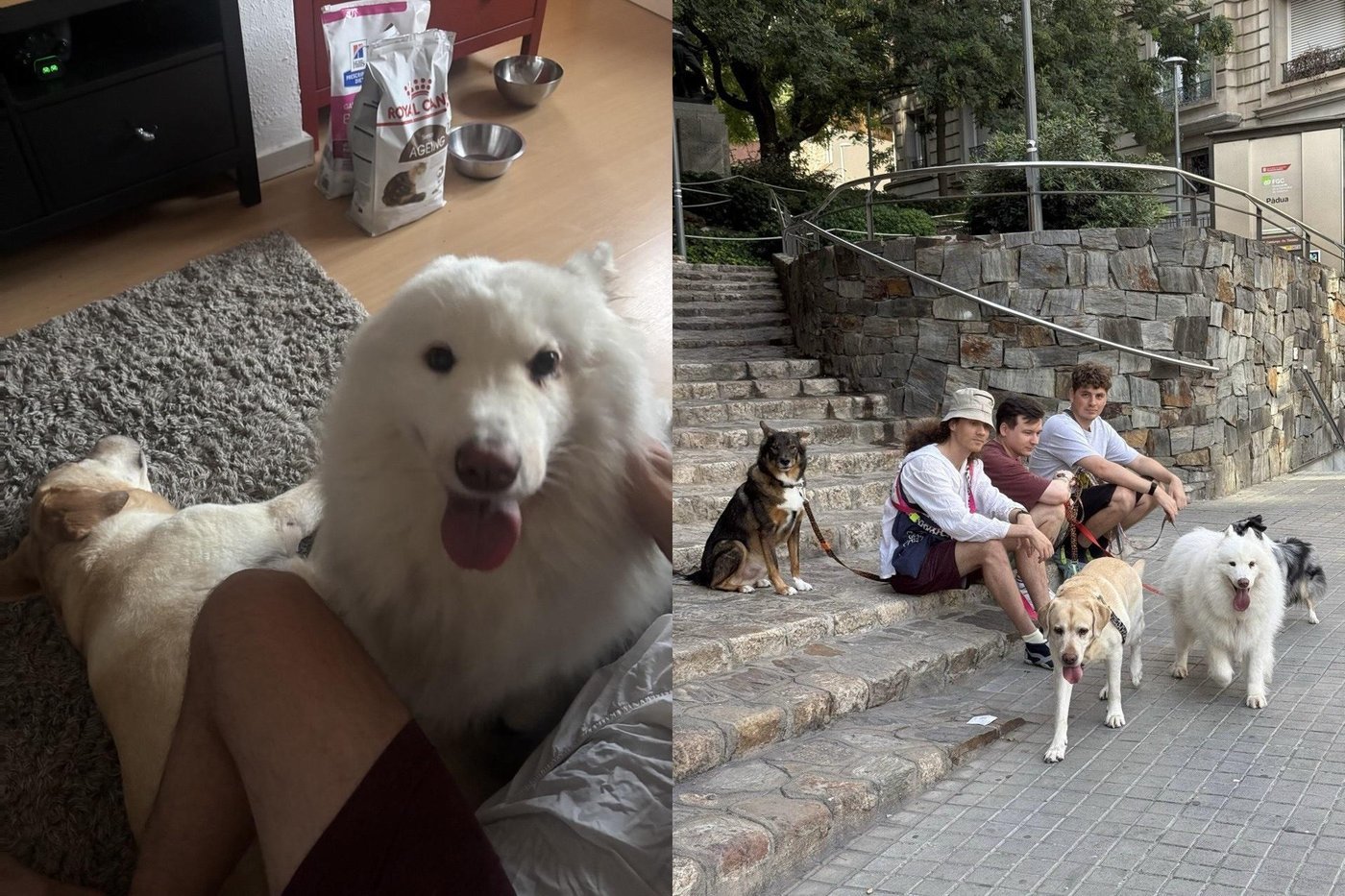 С этими пёсиками я ночевал