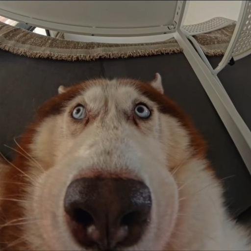 Аватар Aigul Bashirova