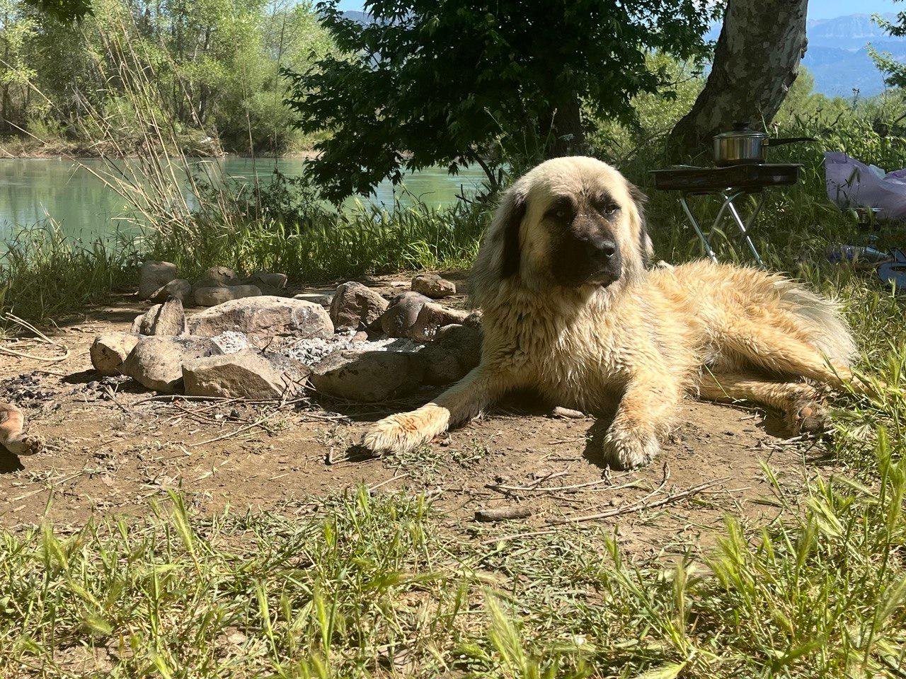 Пруф собаки