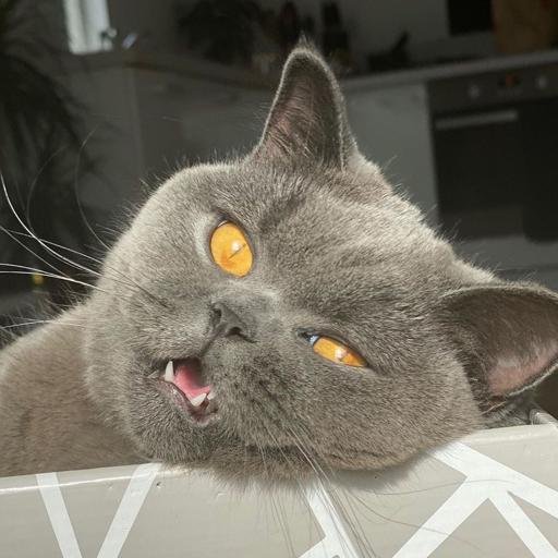 Аватар Igor Shokhov