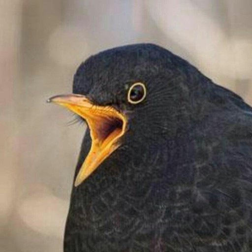 Аватар Igor Mosyagin