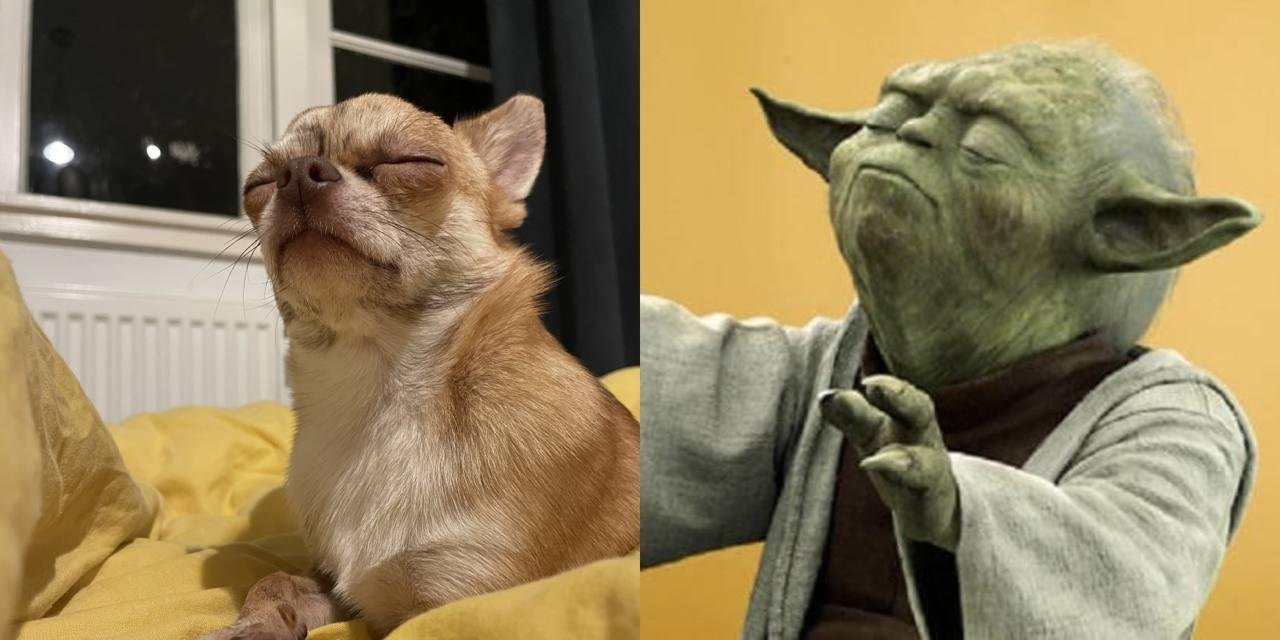 Чихуахуа уснул