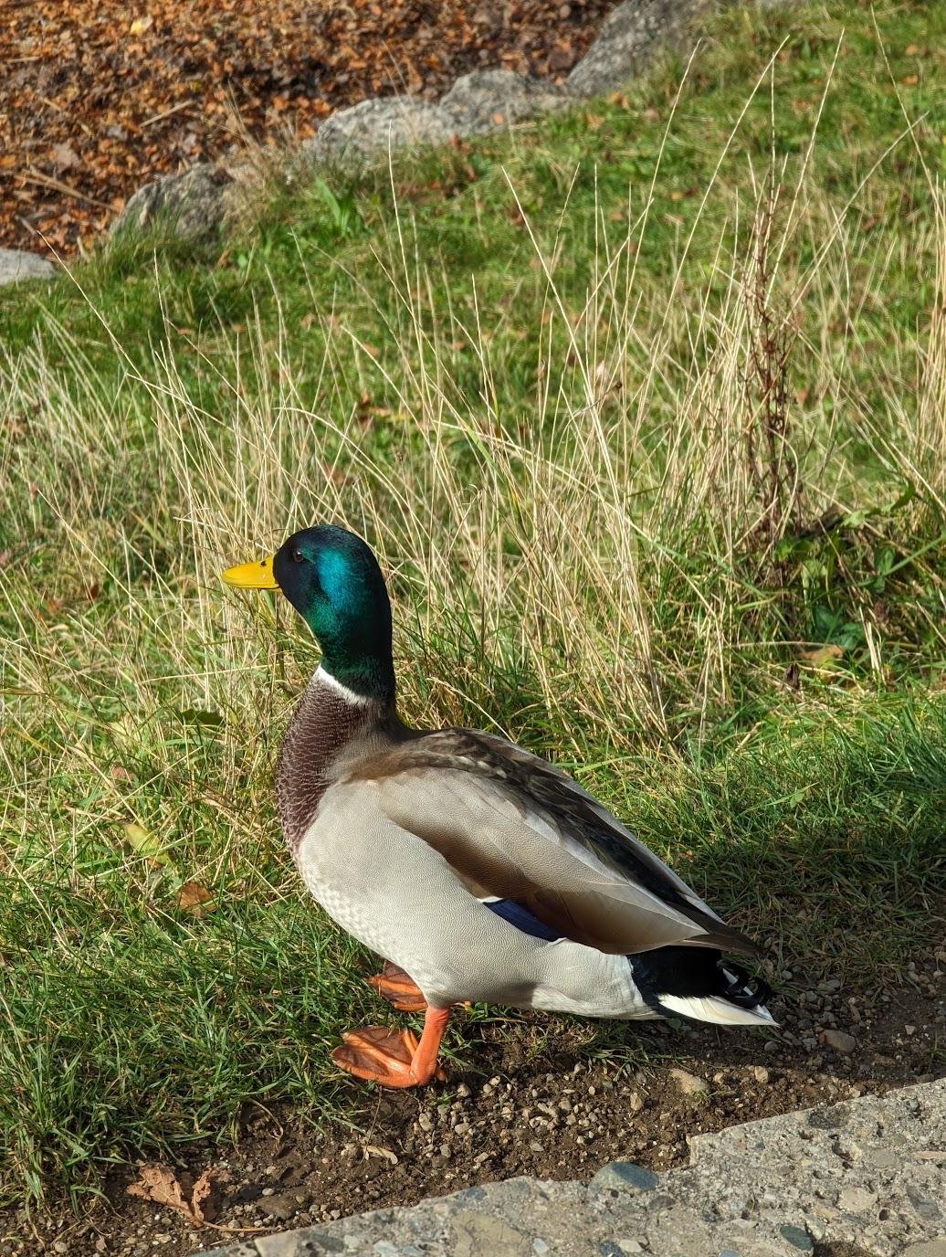 Красивая утка