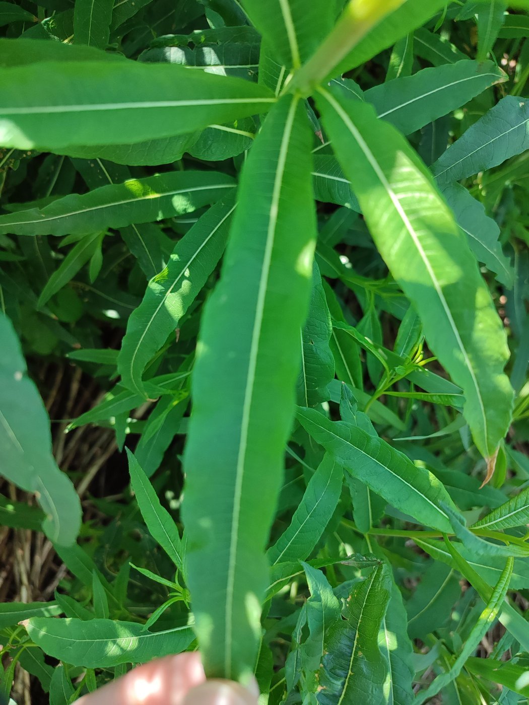 Собирать можно с начала цветения до начала морозов, нам нужны взрослые живые листья