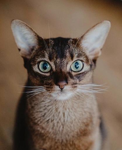 Аватар Felix Bychenkov