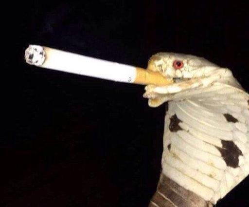 Аватар Антон Белоусов