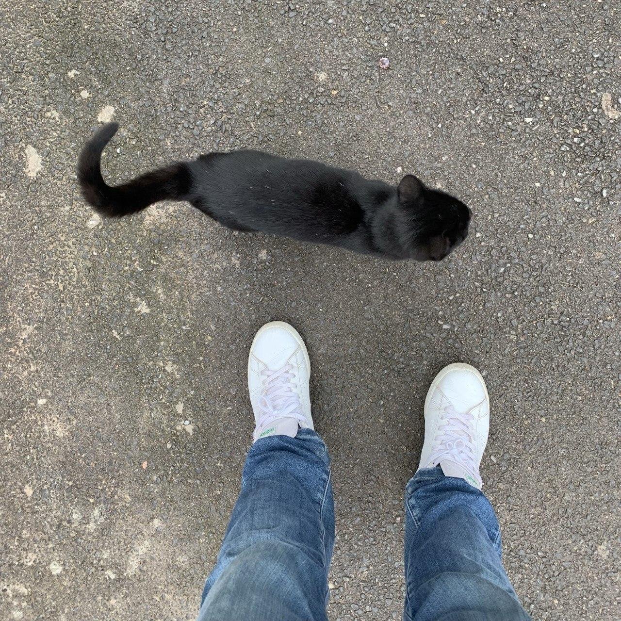 Обычные белые кроссовки