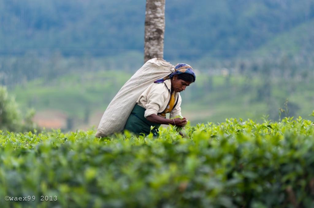 Современная плантация чая