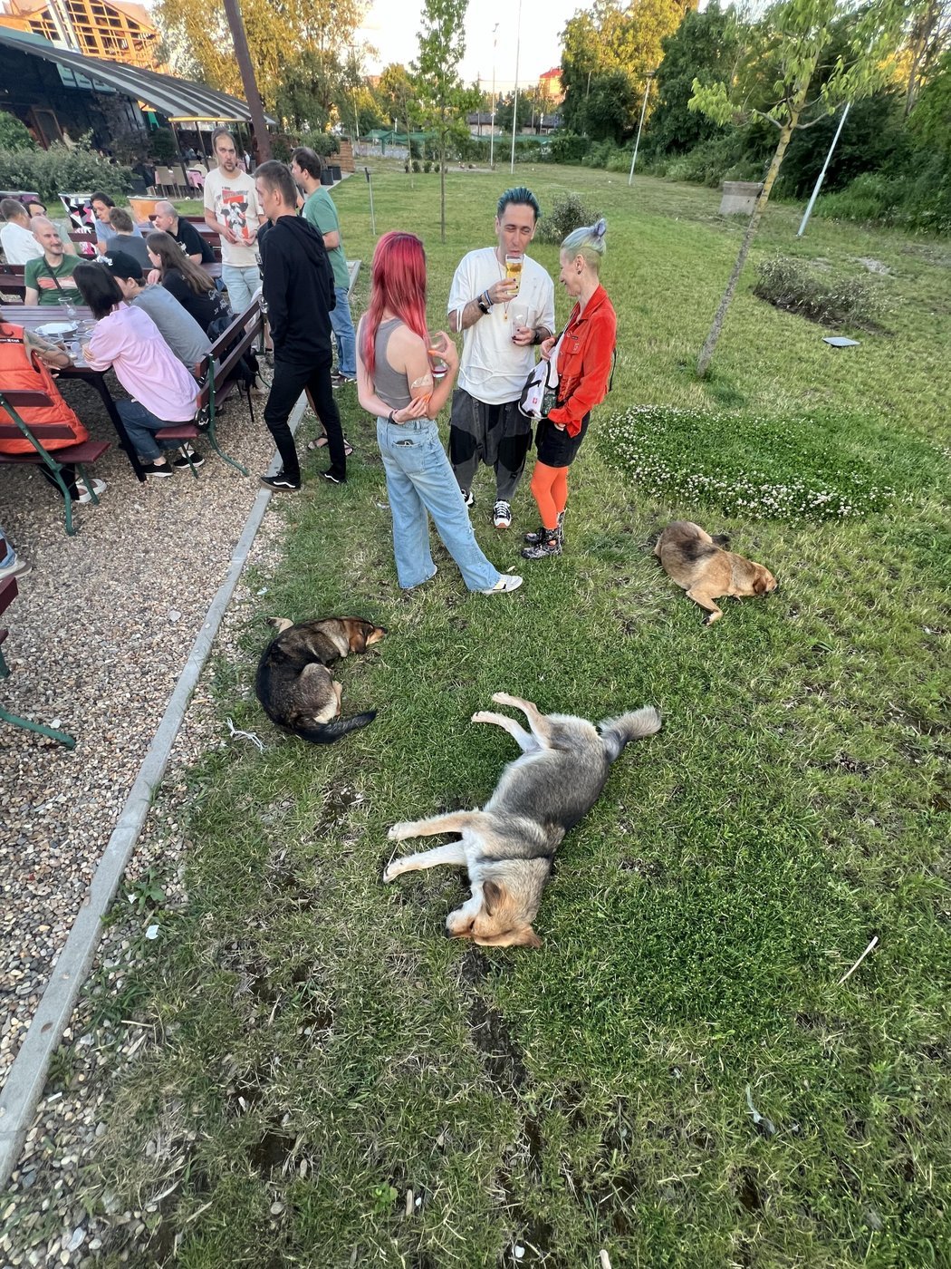 Через весь этот пост проходит старая добрая балканская традиция, что по приезду сюда, тебе выдают бесплатную собаку. Вот и на автепати нам их дали аж три. Хорошие