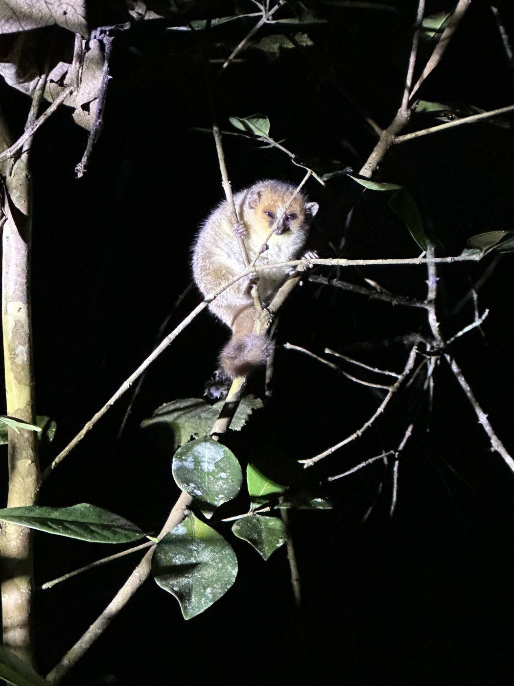 Мышиный лемур, только что проснулся