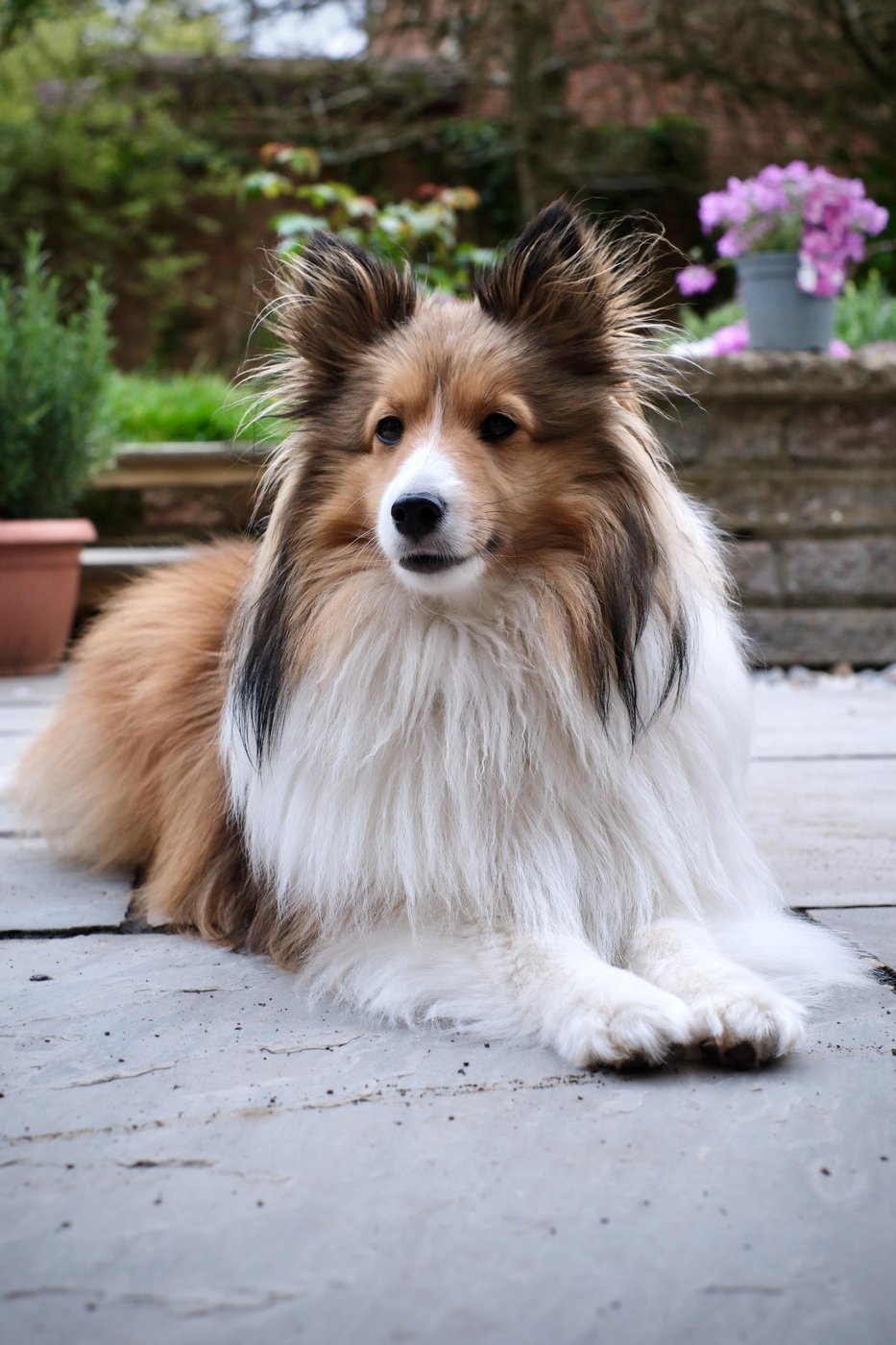 собачка повышенной элитности