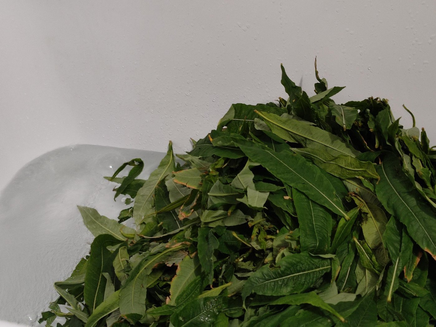 В прошлом году мне хватило большого таза и помывки сырья душем, в этом решил подойти к процессу основательнее и высыпал всё в ванну