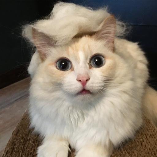 Аватар Маша Кот