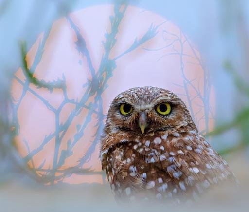 Аватар Dmitrij Marchenko