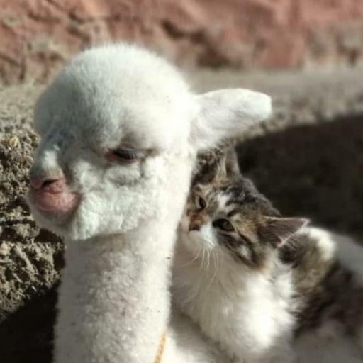 Аватар Виктор Москвичев