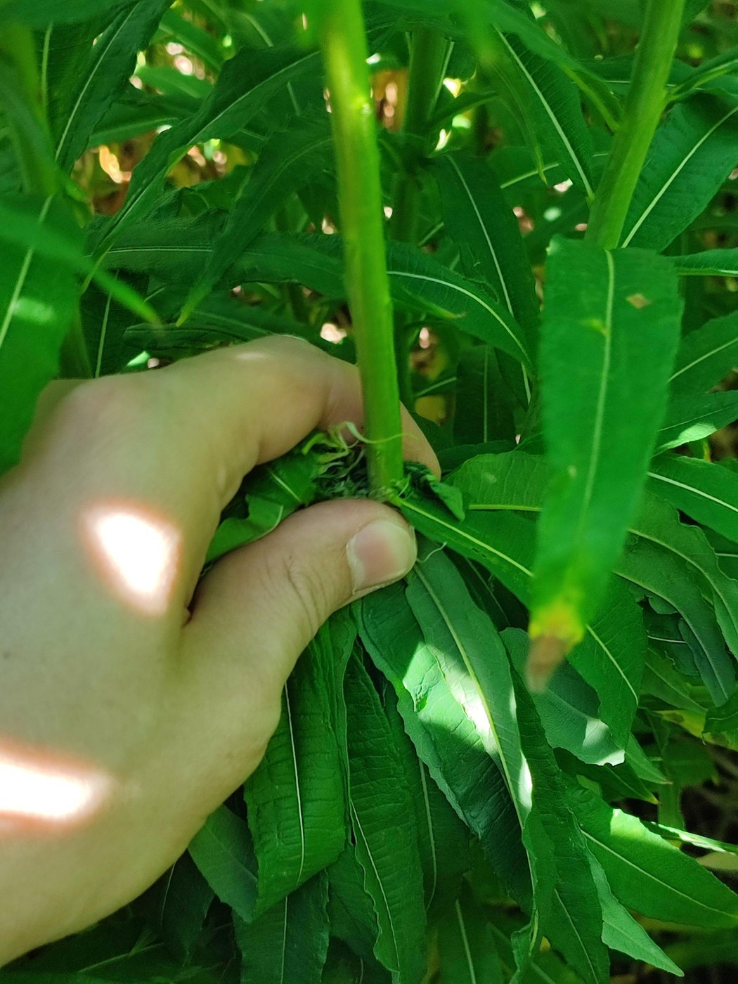 Снимаем получившийся пучок