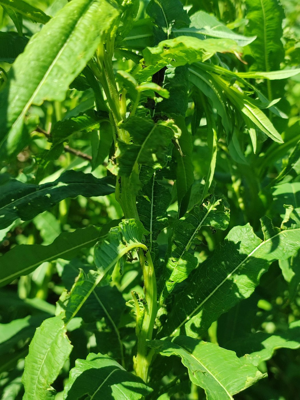 Пожранное долгоносиком не собираем