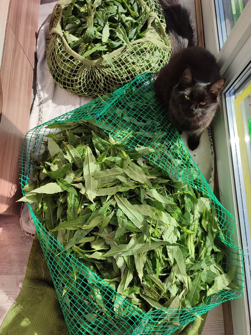 Раскладываем сушиться. Без шерстяного помощника чай будет не вкусный