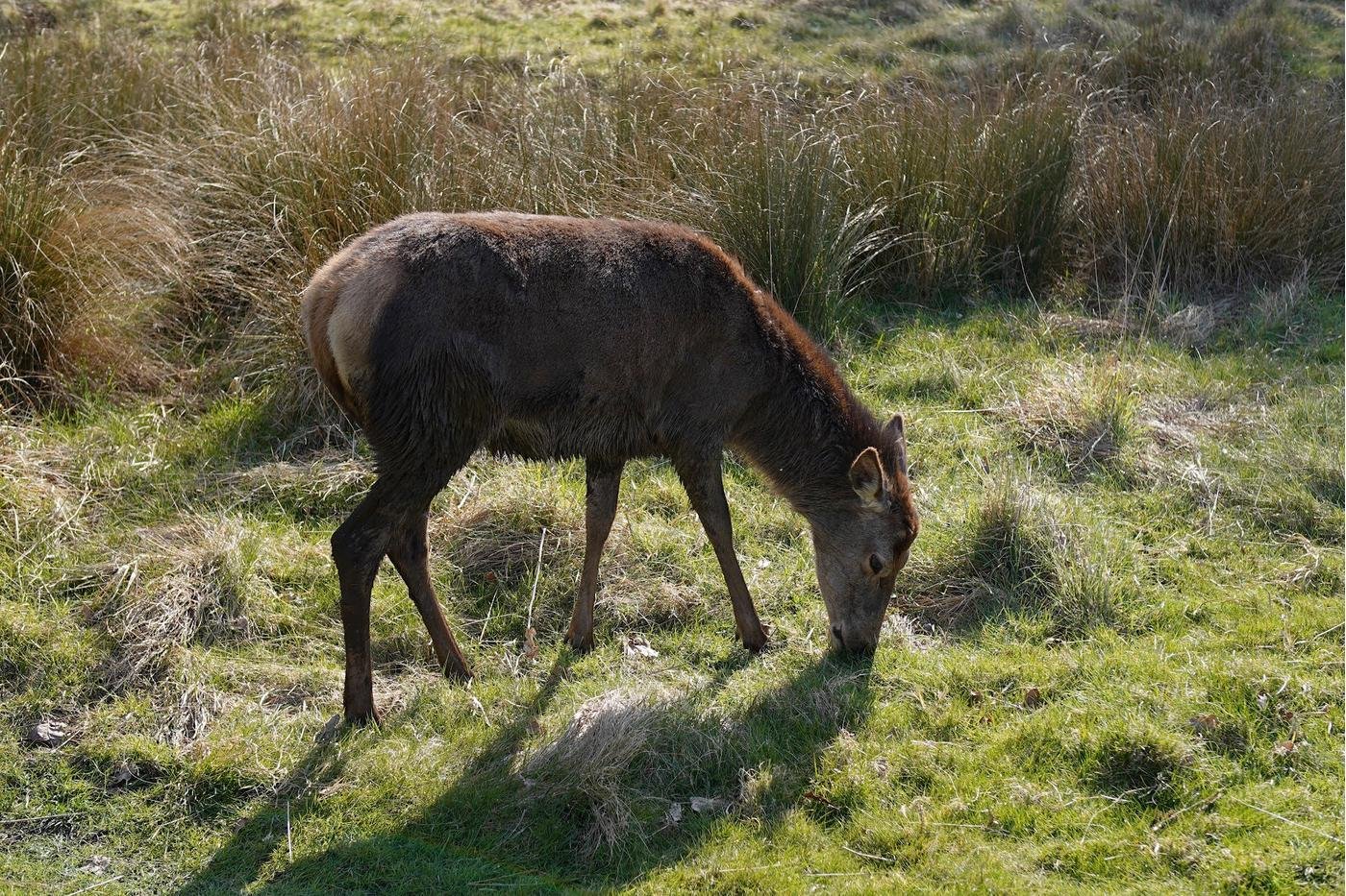 Вальнул не тех лосей
