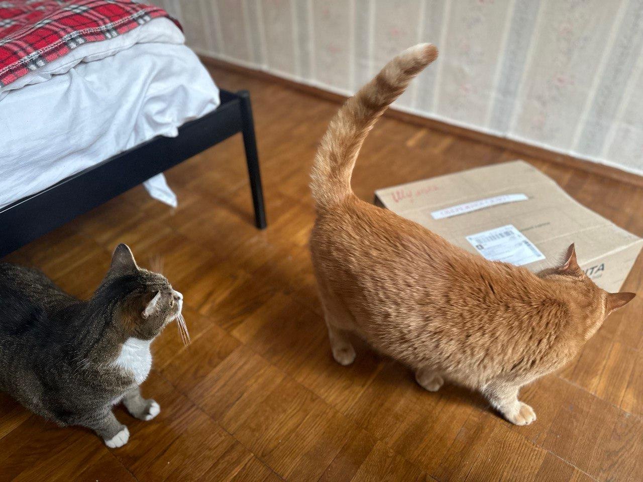 Инспекцийов