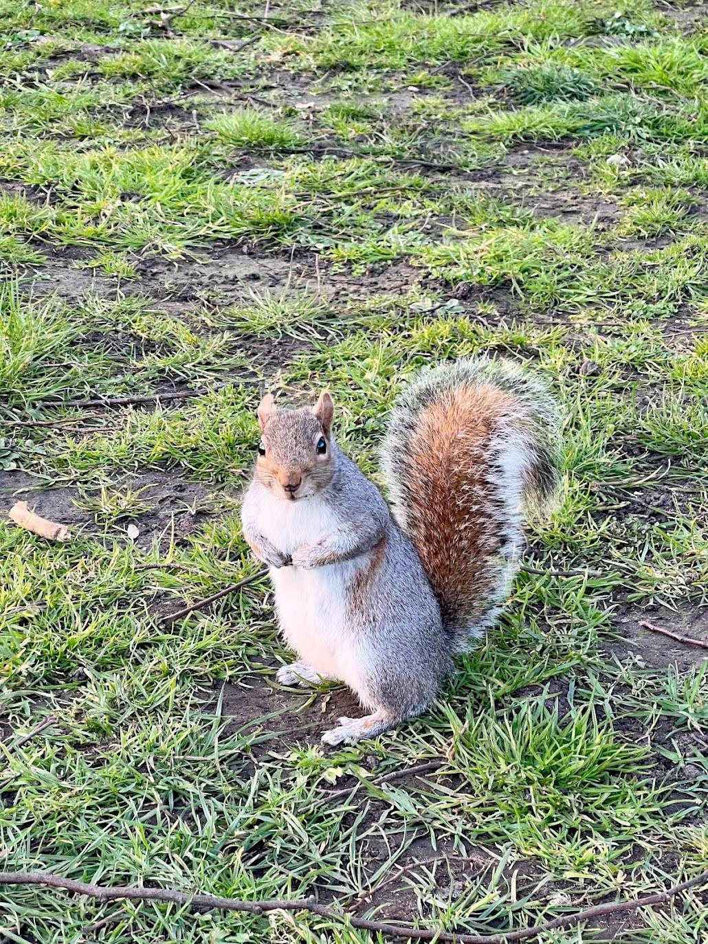 Если не дашь орехи, она заберет их сама