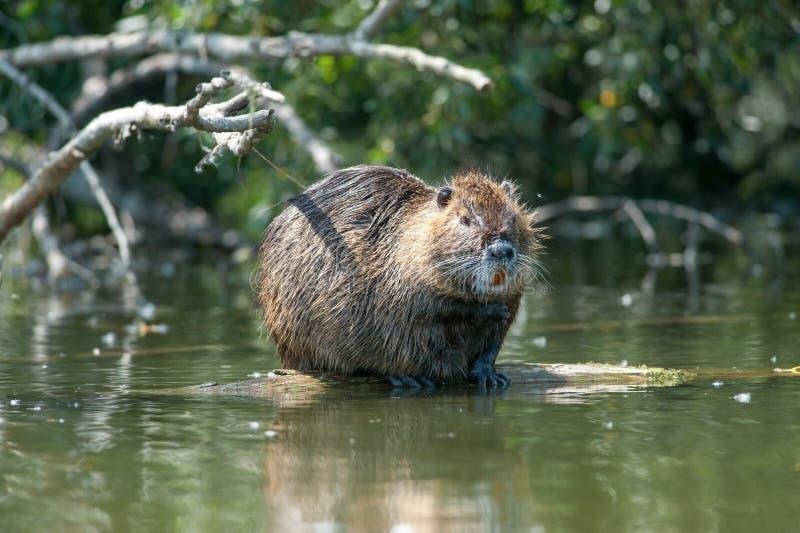 Нутрия выглядит как-то так